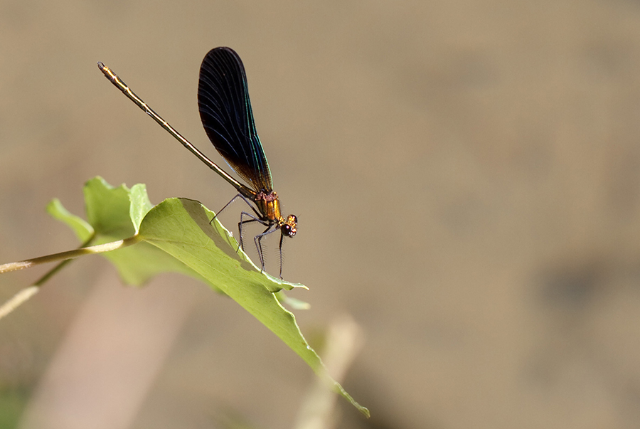 Calopteryx haemorrhoidalis  maschio ssp occasi non adulto?